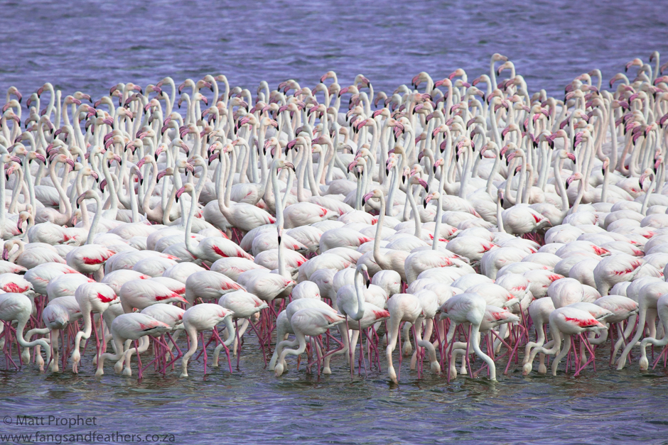 Greater Flamingo