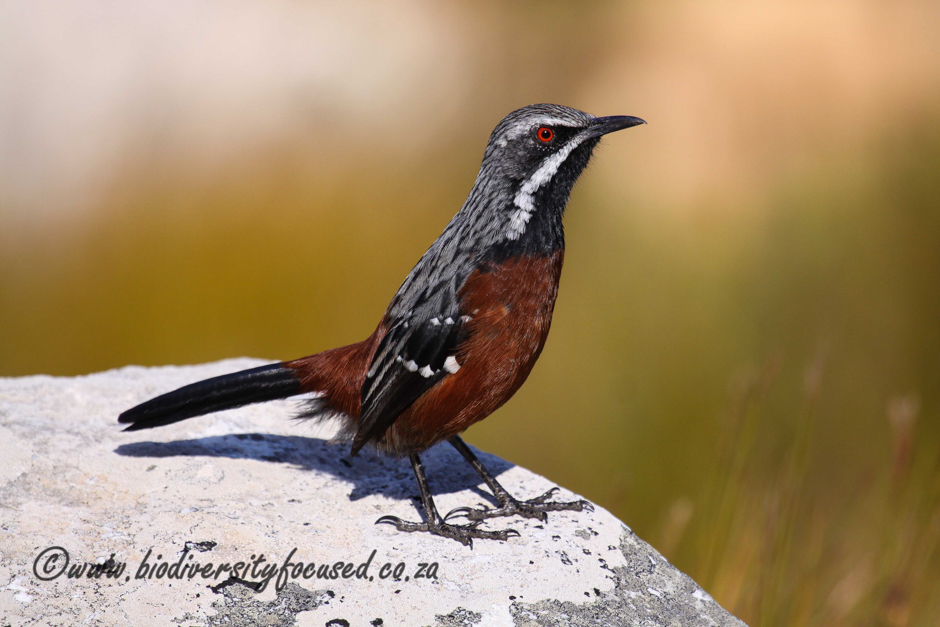 Cape Rockjumper Rooiels Cliff Dorse