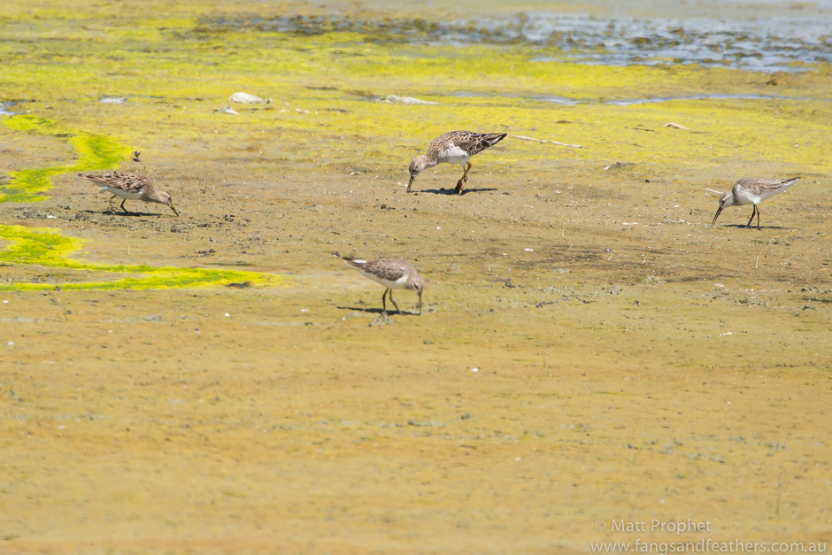 Pectoral Sandpiper other spp