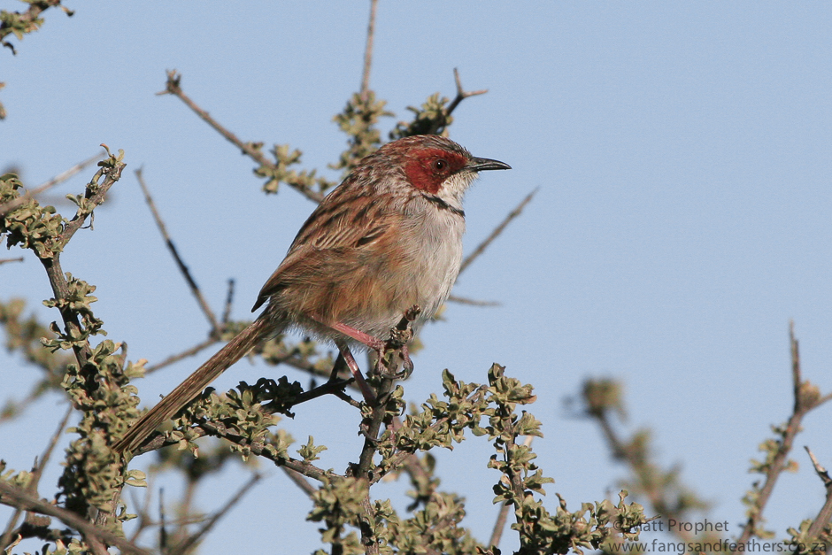 Rufous-eared Warbler