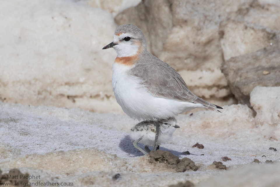 Chestnut-banded Plover
