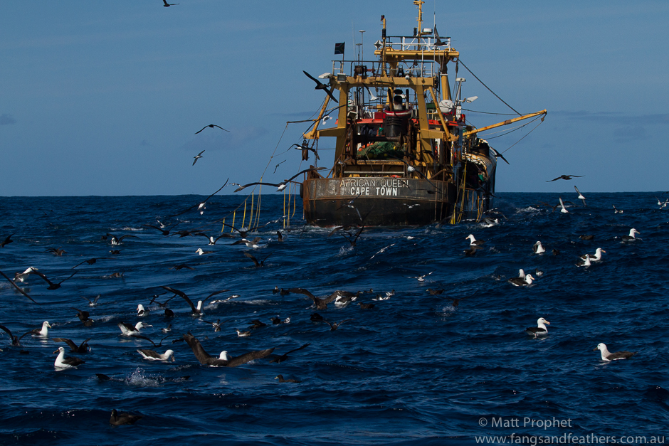 Albatross, petrels, shearwaters and storm petrels scavenge behind a trawler off Cape Town