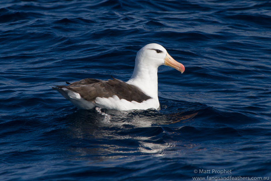 Black-browed Albatross, Cape Town pelagic birding and guiding