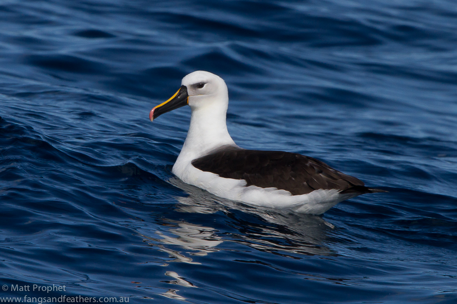 Indian Yellow-nosed Albatross Cape Town pelagic bird guiding