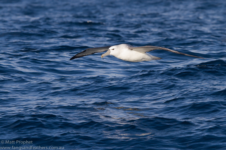 Shy Albatross Cape Town pelagic birding guides