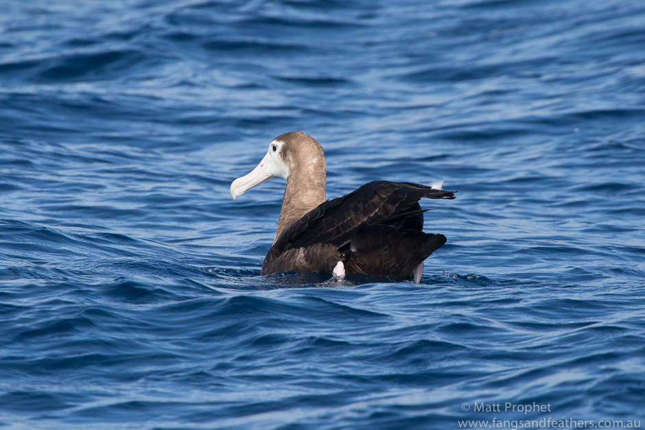 Wandering Albatross juvenile, Cape Town pelagic birding and guiding