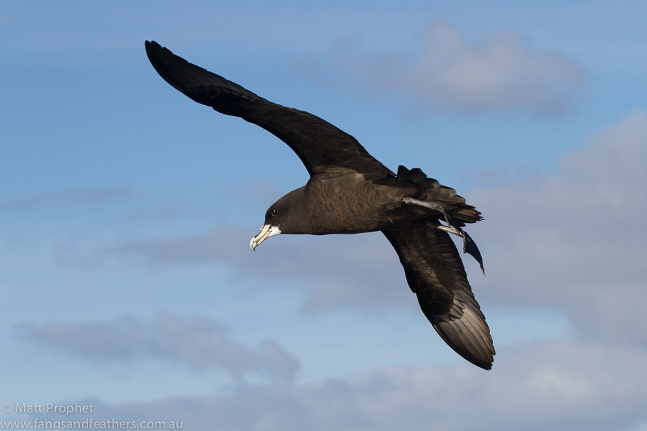 White Chinned Petrel Cape Town pelagic birding