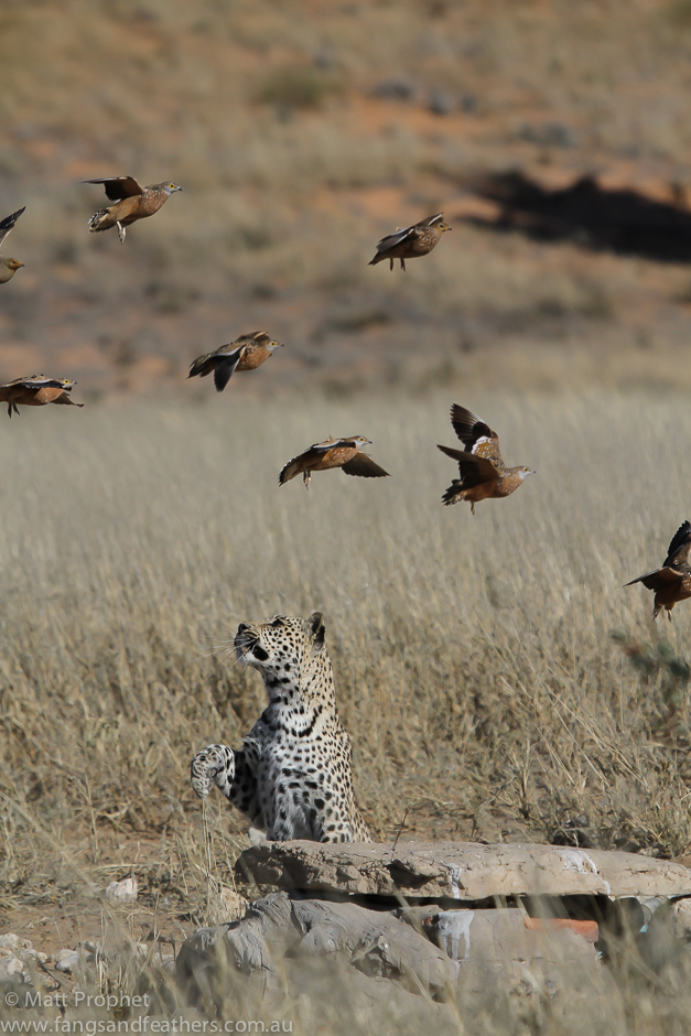 Kalahari leopard takes aim of birds in flight