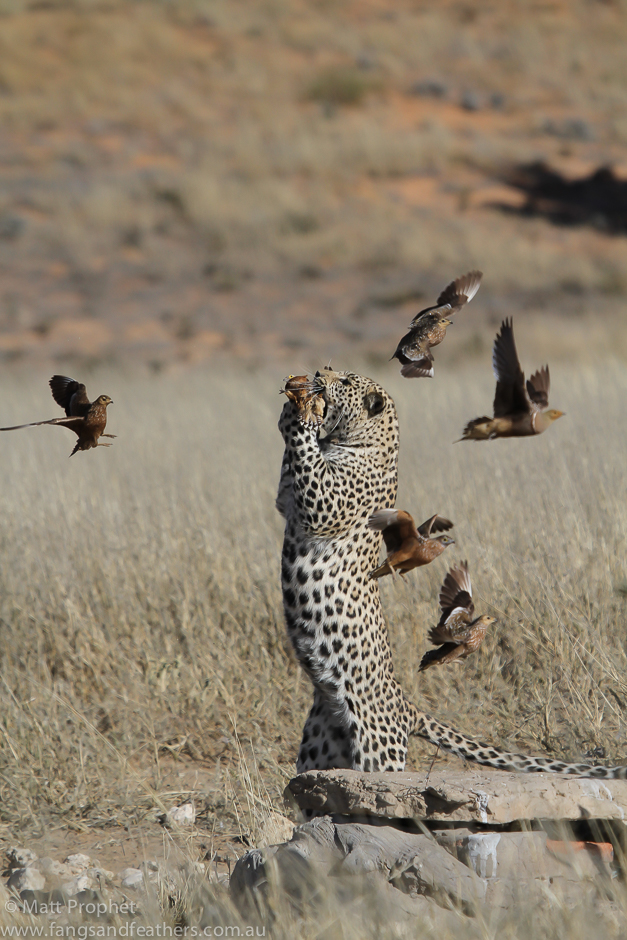Leopard bites sandgrouse