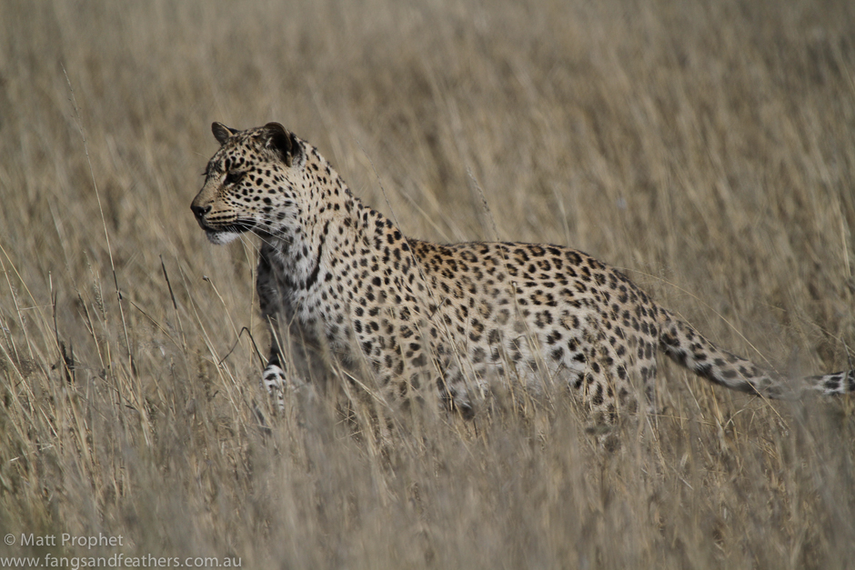 Leopard chases sandgrouse through grass