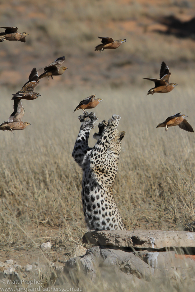 Leopard grabs sandgrouse in flight