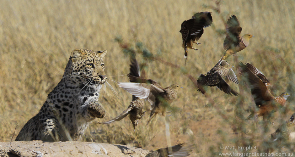 Leopard leaps towards birds in flight