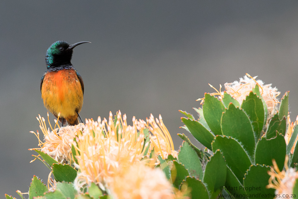 Orange-breasted Sunbird